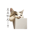 しえるにゃん♡（個別スタンプ：37）