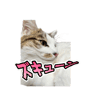 しえるにゃん♡（個別スタンプ：39）