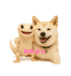 笑顔のかわいい白いレオパードゲッコウ（個別スタンプ：23）