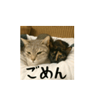 小花達の日常会話スタンプ2（日本語）（個別スタンプ：5）