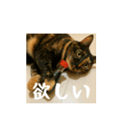 小花達の日常会話スタンプ2（日本語）（個別スタンプ：6）