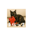 小花達の日常会話スタンプ2（日本語）（個別スタンプ：20）