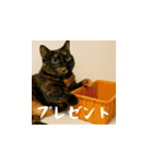 小花達の日常会話スタンプ2（日本語）（個別スタンプ：22）