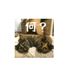 小花達の日常会話スタンプ2（日本語）（個別スタンプ：23）