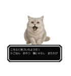 もふもふクエスト（ペルシャ猫の冒険）（個別スタンプ：16）