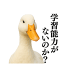 【煽る】リアルなアヒル＠ずっと使える（個別スタンプ：3）