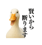 【煽る】リアルなアヒル＠ずっと使える（個別スタンプ：5）
