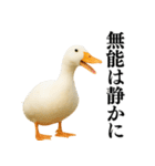 【煽る】リアルなアヒル＠ずっと使える（個別スタンプ：13）