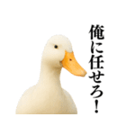 【煽る】リアルなアヒル＠ずっと使える（個別スタンプ：21）
