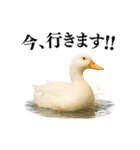 【煽る】リアルなアヒル＠ずっと使える（個別スタンプ：26）