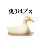 【煽る】リアルなアヒル＠ずっと使える（個別スタンプ：27）