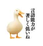 【煽る】リアルなアヒル＠ずっと使える（個別スタンプ：31）