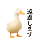 【煽る】リアルなアヒル＠ずっと使える（個別スタンプ：32）