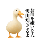 【煽る】リアルなアヒル＠ずっと使える（個別スタンプ：34）