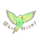 セキセイインコの家族スタンプ（個別スタンプ：9）
