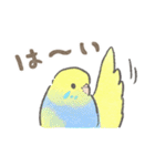 セキセイインコの家族スタンプ（個別スタンプ：16）