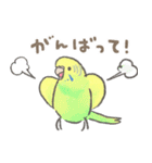 セキセイインコの家族スタンプ（個別スタンプ：31）