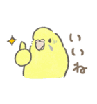 セキセイインコの家族スタンプ（個別スタンプ：36）