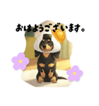 おにぎりダックス（個別スタンプ：1）
