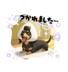 おにぎりダックス（個別スタンプ：8）