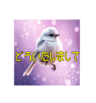 白い小鳥の挨拶スタンプ（個別スタンプ：11）