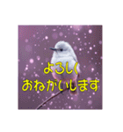 白い小鳥の挨拶スタンプ（個別スタンプ：14）