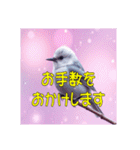 白い小鳥の挨拶スタンプ（個別スタンプ：20）