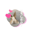 うさぎのコナン家 時雨の動くスタンプ（個別スタンプ：1）