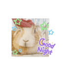 うさぎのコナン家 時雨の動くスタンプ（個別スタンプ：3）
