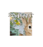 うさぎのコナン家 時雨の動くスタンプ（個別スタンプ：7）
