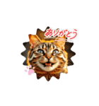 猫な日常だにゃ（個別スタンプ：1）