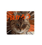 動く、フレイヤとジョジョ（個別スタンプ：1）