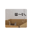 動く、フレイヤとジョジョ（個別スタンプ：2）