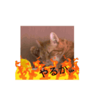 動く、フレイヤとジョジョ（個別スタンプ：4）