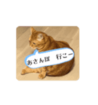 動く、フレイヤとジョジョ（個別スタンプ：7）