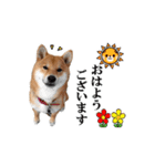 【柴犬コタロー②】動く！気ままな日常生活（個別スタンプ：1）