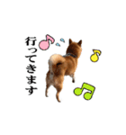 【柴犬コタロー②】動く！気ままな日常生活（個別スタンプ：2）