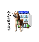 【柴犬コタロー②】動く！気ままな日常生活（個別スタンプ：3）