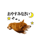 【柴犬コタロー②】動く！気ままな日常生活（個別スタンプ：4）