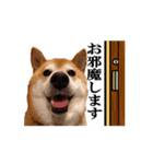 【柴犬コタロー②】動く！気ままな日常生活（個別スタンプ：6）