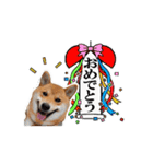 【柴犬コタロー②】動く！気ままな日常生活（個別スタンプ：7）