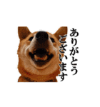 【柴犬コタロー②】動く！気ままな日常生活（個別スタンプ：8）