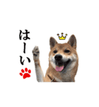 【柴犬コタロー②】動く！気ままな日常生活（個別スタンプ：9）