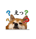 【柴犬コタロー②】動く！気ままな日常生活（個別スタンプ：11）
