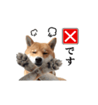 【柴犬コタロー②】動く！気ままな日常生活（個別スタンプ：12）