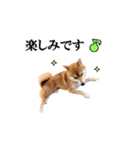 【柴犬コタロー②】動く！気ままな日常生活（個別スタンプ：13）