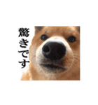 【柴犬コタロー②】動く！気ままな日常生活（個別スタンプ：14）