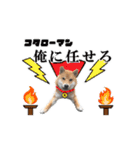【柴犬コタロー②】動く！気ままな日常生活（個別スタンプ：16）