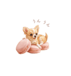 チワワ×スイーツ♡（個別スタンプ：8）
