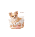 チワワ×スイーツ♡（個別スタンプ：13）